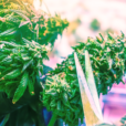 Pelado marihuana