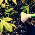 plantas de marihuana