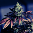 Cultivo de cannabis en interior