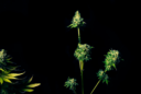 Espigado del cannabis