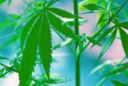 Cuándo cosechar marihuana