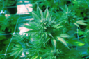 Fases del Crecimiento del Cannabis