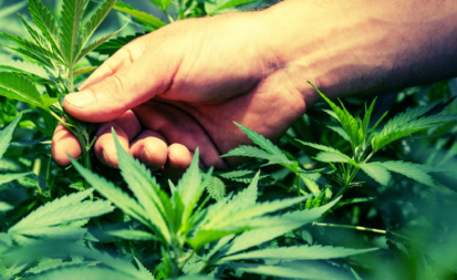 Cómo Preparar el Terreno para Cultivar Cannabis en Exterior