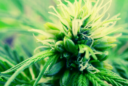 marihuana-hermafrodita