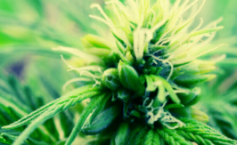 marihuana-hermafrodita